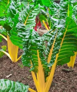 40 Yellow Canary Swiss Chard Seeds - Beta Vulgaris Perpetual Spinach Vegetable - Image 10