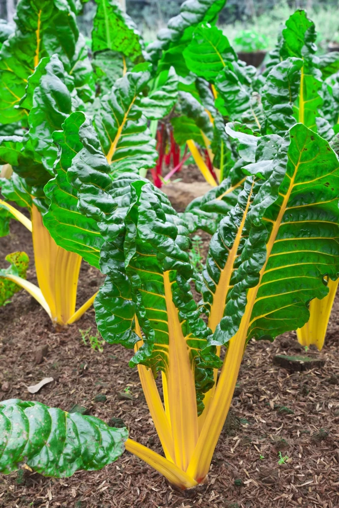 40 Yellow Canary Swiss Chard Seeds - Beta Vulgaris Perpetual Spinach Vegetable - Image 10