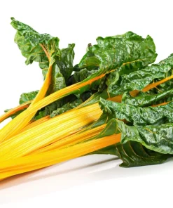 40 Yellow Canary Swiss Chard Seeds - Beta Vulgaris Perpetual Spinach Vegetable - Image 3