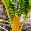 40 Yellow Canary Swiss Chard Seeds - Beta Vulgaris Perpetual Spinach Vegetable - Image 1