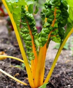 40 Yellow Canary Swiss Chard Seeds - Beta Vulgaris Perpetual Spinach Vegetable - Image 1