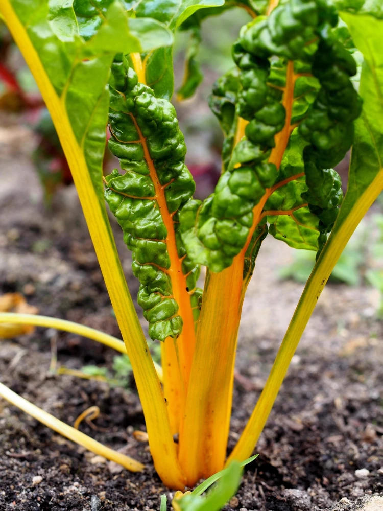 40 Yellow Canary Swiss Chard Seeds - Beta Vulgaris Perpetual Spinach Vegetable - Image 1