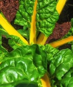 40 Yellow Canary Swiss Chard Seeds - Beta Vulgaris Perpetual Spinach Vegetable - Image 4