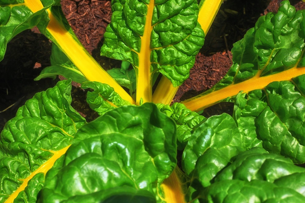 40 Yellow Canary Swiss Chard Seeds - Beta Vulgaris Perpetual Spinach Vegetable - Image 4
