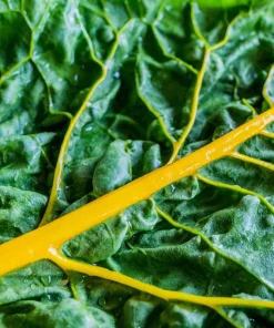 40 Yellow Canary Swiss Chard Seeds - Beta Vulgaris Perpetual Spinach Vegetable - Image 5