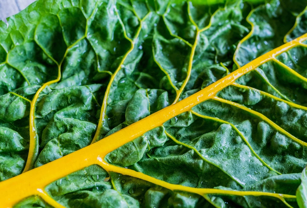 40 Yellow Canary Swiss Chard Seeds - Beta Vulgaris Perpetual Spinach Vegetable - Image 5