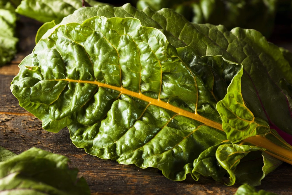 40 Yellow Canary Swiss Chard Seeds - Beta Vulgaris Perpetual Spinach Vegetable - Image 7
