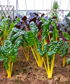 40 Yellow Canary Swiss Chard Seeds - Beta Vulgaris Perpetual Spinach Vegetable - Image 8