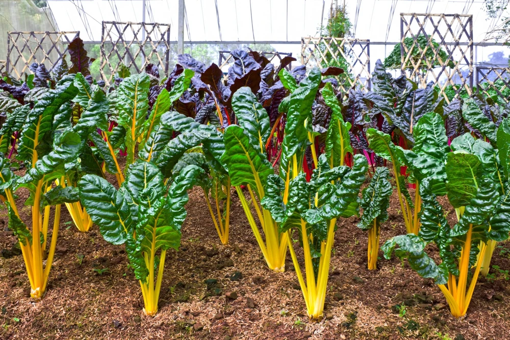 40 Yellow Canary Swiss Chard Seeds - Beta Vulgaris Perpetual Spinach Vegetable - Image 8
