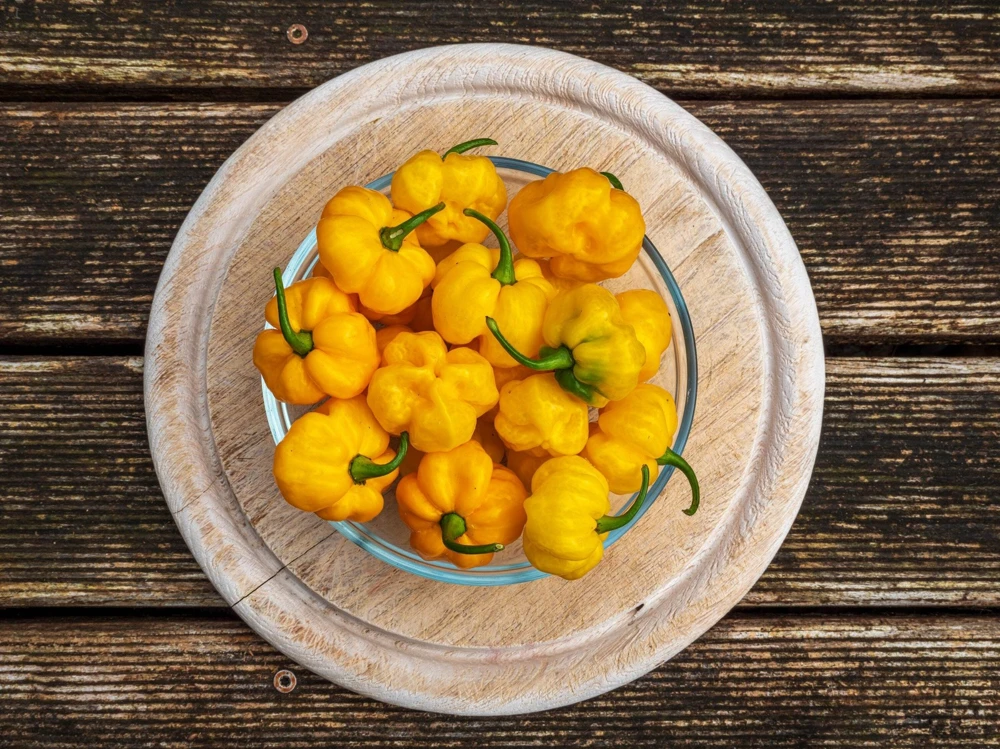 40 Yellow Jamaican Hot Pepper Seeds – Capsicum Chinense Scotch Bonnet Vegetable Seeds - Image 1