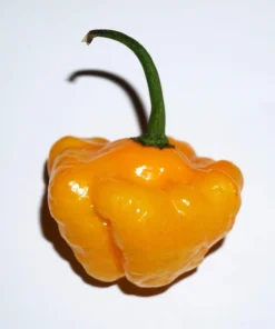 40 Yellow Jamaican Hot Pepper Seeds – Capsicum Chinense Scotch Bonnet Vegetable Seeds - Image 2
