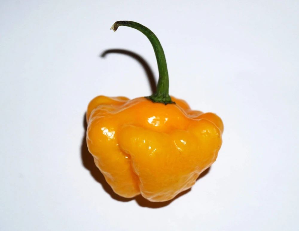 40 Yellow Jamaican Hot Pepper Seeds – Capsicum Chinense Scotch Bonnet Vegetable Seeds - Image 2