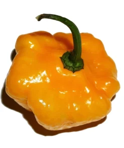 40 Yellow Jamaican Hot Pepper Seeds – Capsicum Chinense Scotch Bonnet Vegetable Seeds - Image 3
