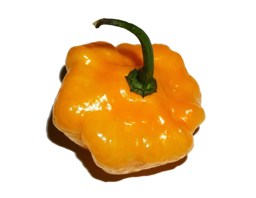 40 Yellow Jamaican Hot Pepper Seeds – Capsicum Chinense Scotch Bonnet Vegetable Seeds - Image 3