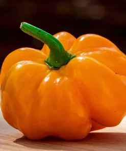 40 Yellow Jamaican Hot Pepper Seeds – Capsicum Chinense Scotch Bonnet Vegetable Seeds - Image 4