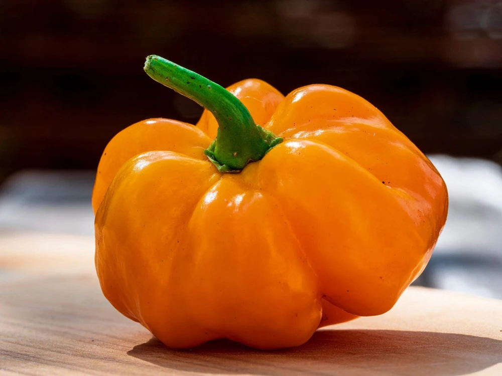 40 Yellow Jamaican Hot Pepper Seeds – Capsicum Chinense Scotch Bonnet Vegetable Seeds - Image 4