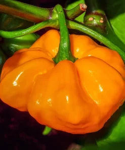 40 Yellow Jamaican Hot Pepper Seeds – Capsicum Chinense Scotch Bonnet Vegetable Seeds - Image 5