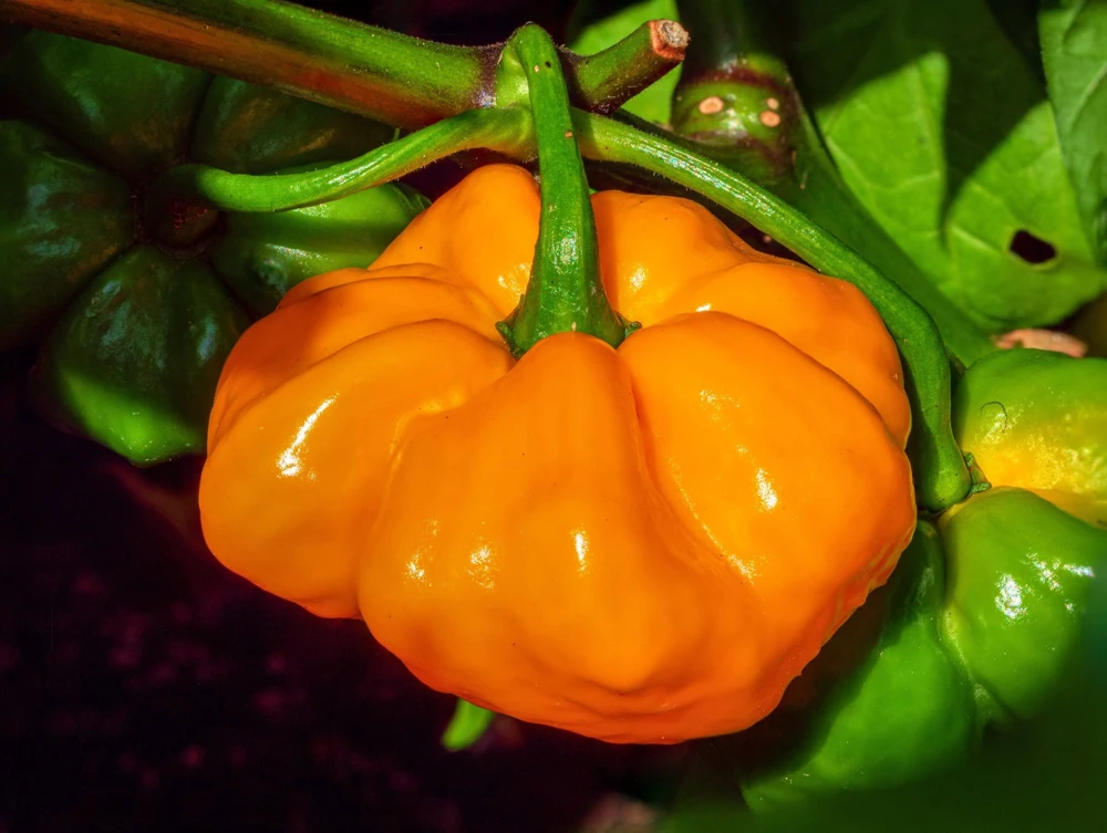 40 Yellow Jamaican Hot Pepper Seeds – Capsicum Chinense Scotch Bonnet Vegetable Seeds - Image 5