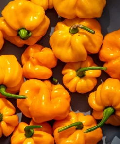 40 Yellow Jamaican Hot Pepper Seeds – Capsicum Chinense Scotch Bonnet Vegetable Seeds - Image 6