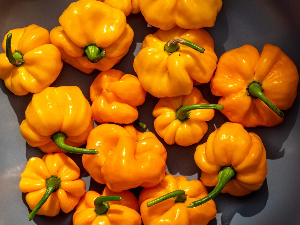 40 Yellow Jamaican Hot Pepper Seeds – Capsicum Chinense Scotch Bonnet Vegetable Seeds - Image 6