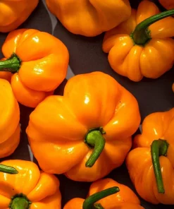 40 Yellow Jamaican Hot Pepper Seeds – Capsicum Chinense Scotch Bonnet Vegetable Seeds - Image 7
