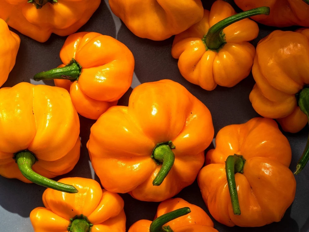 40 Yellow Jamaican Hot Pepper Seeds – Capsicum Chinense Scotch Bonnet Vegetable Seeds - Image 7