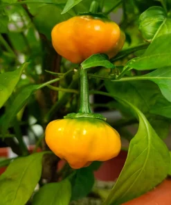 40 Yellow Jamaican Hot Pepper Seeds – Capsicum Chinense Scotch Bonnet Vegetable Seeds - Image 8