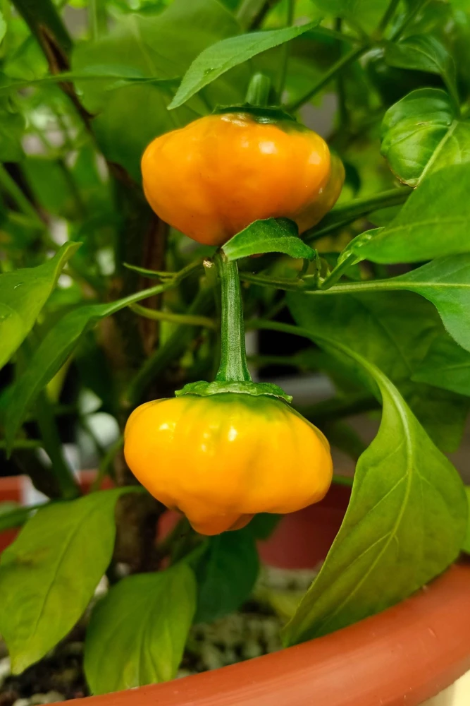 40 Yellow Jamaican Hot Pepper Seeds – Capsicum Chinense Scotch Bonnet Vegetable Seeds - Image 8