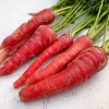400 Atomic Red Carrot Seeds - Sweet, Crispy, & Nutritious - Image 1