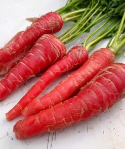 400 Atomic Red Carrot Seeds - Sweet, Crispy, & Nutritious - Image 1