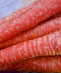 400 Atomic Red Carrot Seeds - Sweet, Crispy, & Nutritious - Image 2