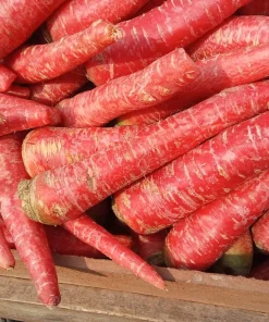 400 Atomic Red Carrot Seeds - Sweet, Crispy, & Nutritious - Image 6