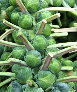 400 Catskill Brussel Sprout Seeds - Brassica Oleracea Vegetable Seeds - Image 2