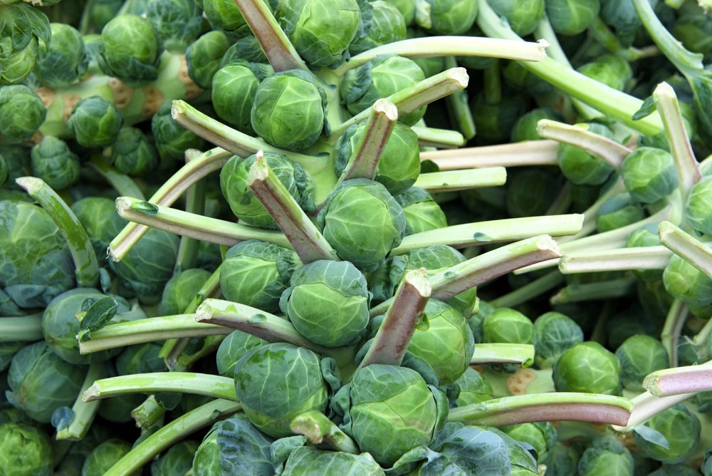 400 Catskill Brussel Sprout Seeds - Brassica Oleracea Vegetable Seeds - Image 2