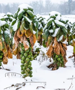 400 Catskill Brussel Sprout Seeds - Brassica Oleracea Vegetable Seeds - Image 3