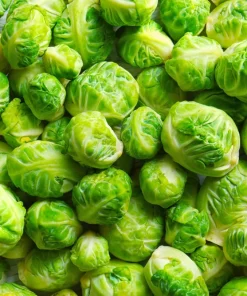 400 Catskill Brussel Sprout Seeds - Brassica Oleracea Vegetable Seeds - Image 4