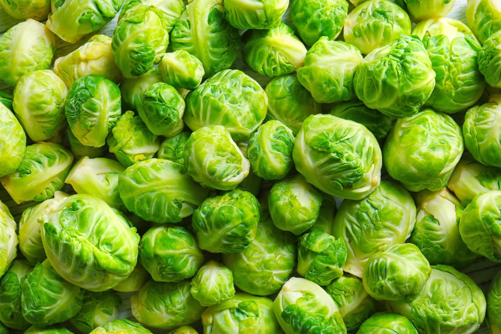 400 Catskill Brussel Sprout Seeds - Brassica Oleracea Vegetable Seeds - Image 4