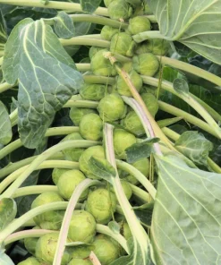 400 Catskill Brussel Sprout Seeds - Brassica Oleracea Vegetable Seeds - Image 5