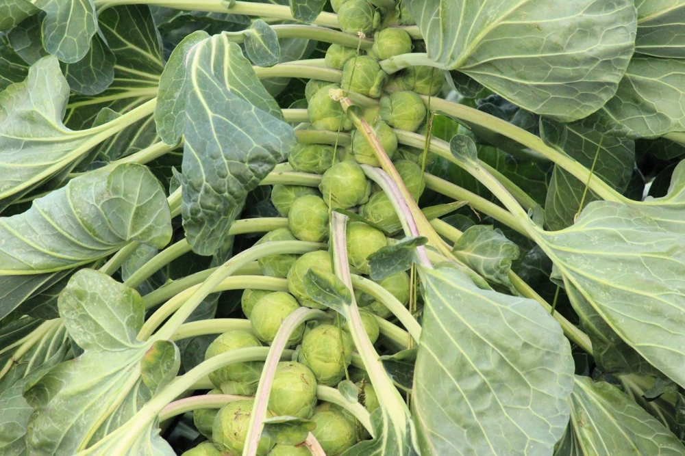 400 Catskill Brussel Sprout Seeds - Brassica Oleracea Vegetable Seeds - Image 5