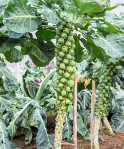 400 Catskill Brussel Sprout Seeds - Brassica Oleracea Vegetable Seeds - Image 8