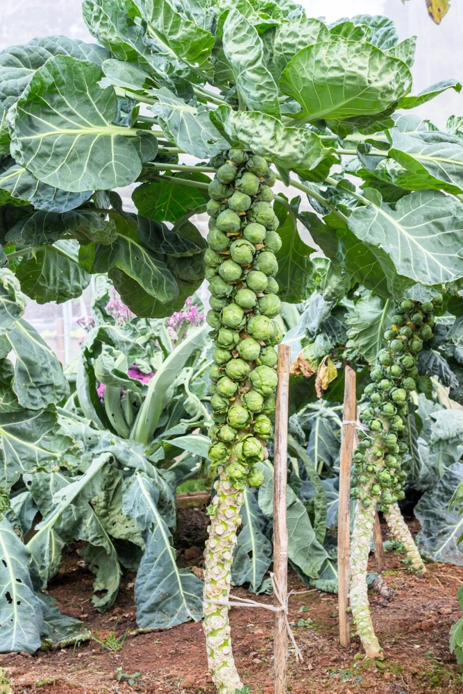 400 Catskill Brussel Sprout Seeds - Brassica Oleracea Vegetable Seeds - Image 8