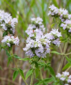 400 Hairy Mountain Mint Pycnanthemum Pilosum Herb Flower Seeds - Image 2