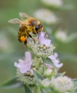 400 Hairy Mountain Mint Pycnanthemum Pilosum Herb Flower Seeds - Image 3
