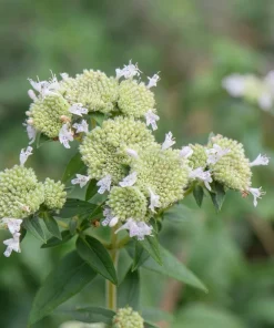 400 Hairy Mountain Mint Pycnanthemum Pilosum Herb Flower Seeds - Image 4