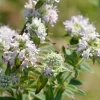 400 Hairy Mountain Mint Pycnanthemum Pilosum Herb Flower Seeds - Image 1