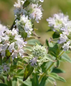 400 Hairy Mountain Mint Pycnanthemum Pilosum Herb Flower Seeds - Image 1