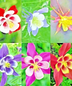 400 McKana Giants Columbine Seeds - Perennial Spring Mix Flower Seeds - Image 2