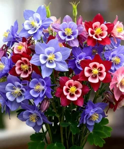 400 McKana Giants Columbine Seeds - Perennial Spring Mix Flower Seeds - Image 1