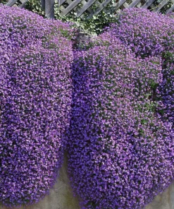 400 Rainbow Rock Cress Seeds - Large Flowered Aubrieta Cultorum Flower Seeds - Image 10