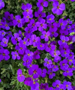 400 Rainbow Rock Cress Seeds - Large Flowered Aubrieta Cultorum Flower Seeds - Image 11